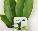 Te Verde Trabaja Tu Metabolismo - g a $71